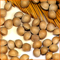 Gingko Nuts Made in Korea